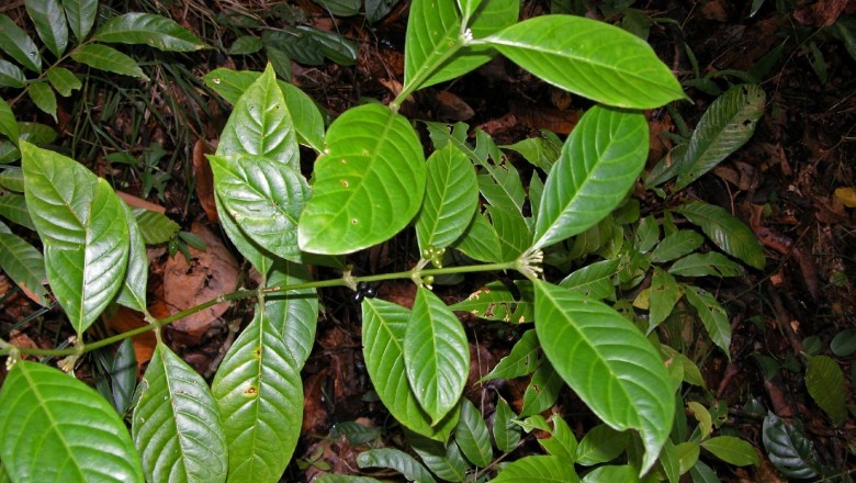 Cây Lấu ông. Psychotria morindvides Hutch. - Cây Thuốc Nam Quanh Ta